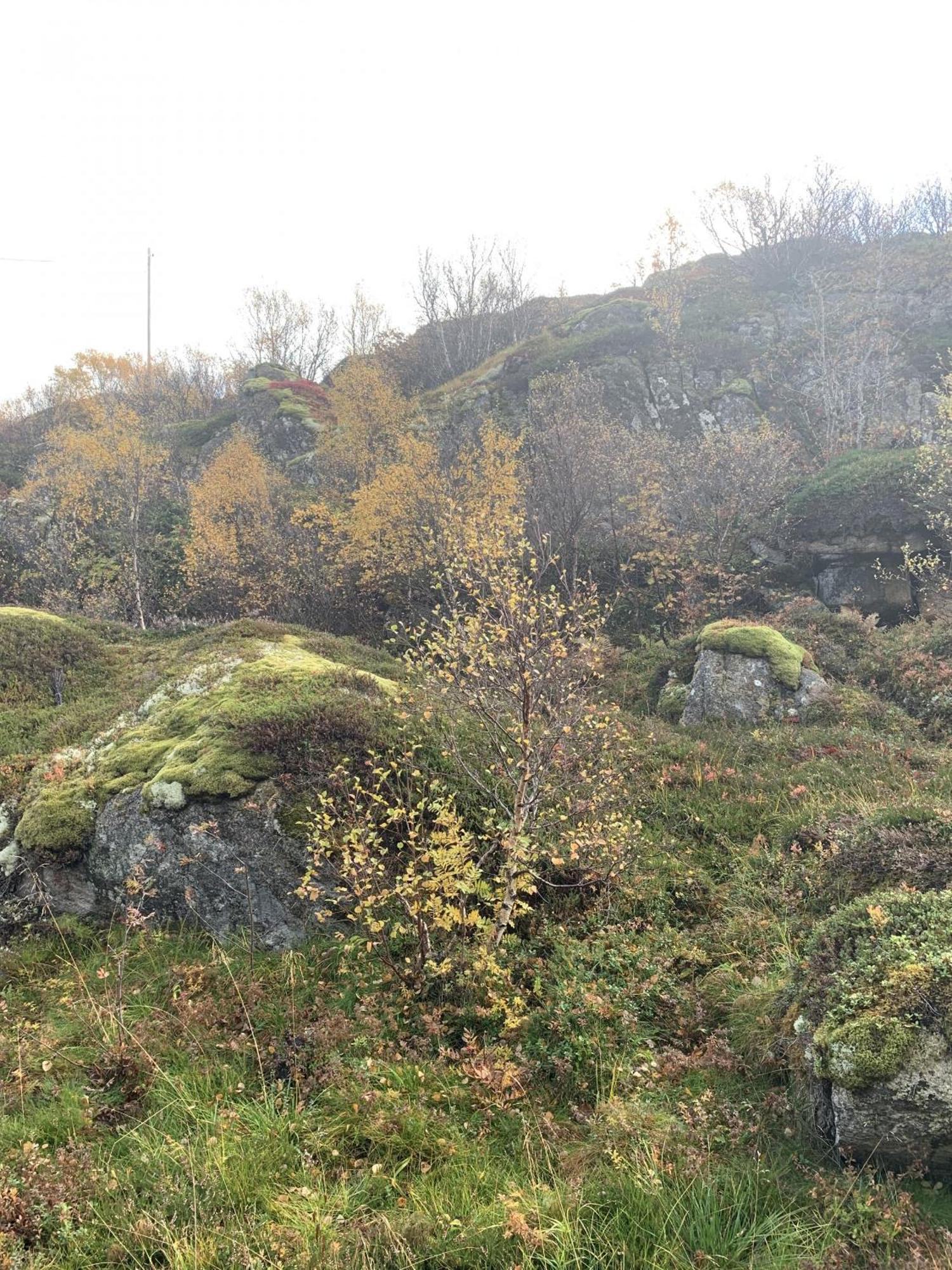 Unique Private Cabin In Lofoten Leknes Ngoại thất bức ảnh